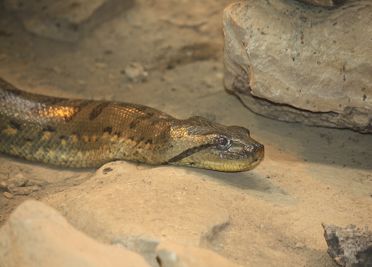 Green Anaconda 057.jpg