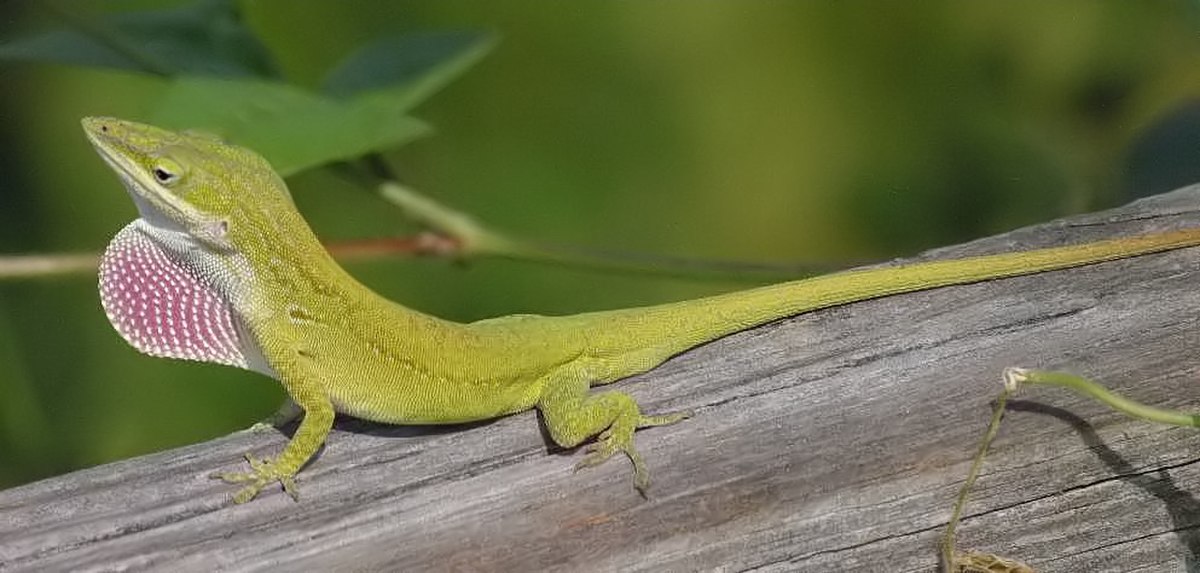 Polychrotidae