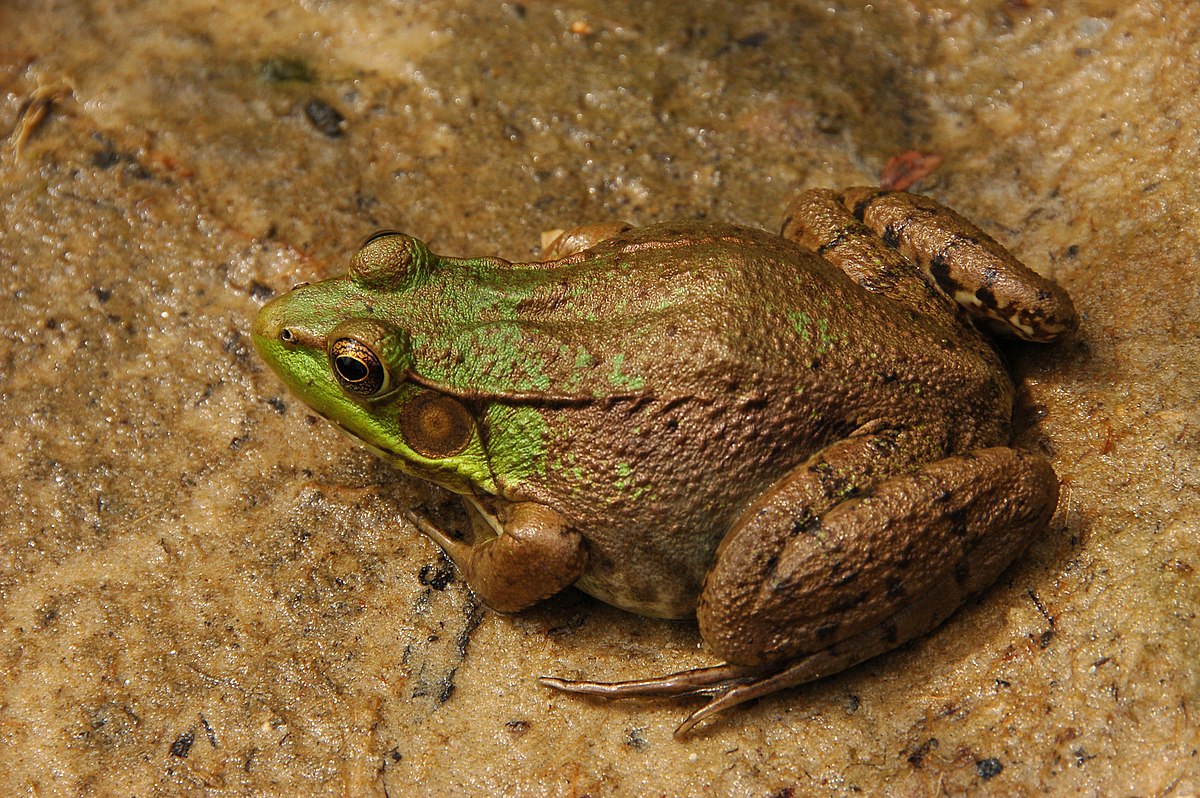 Lithobates clamitans