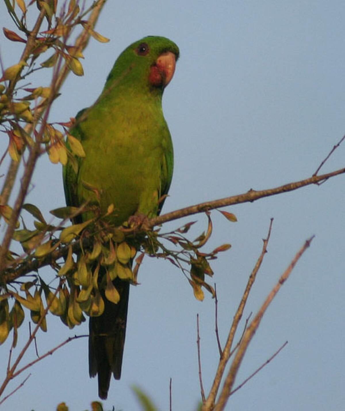 Conure verte