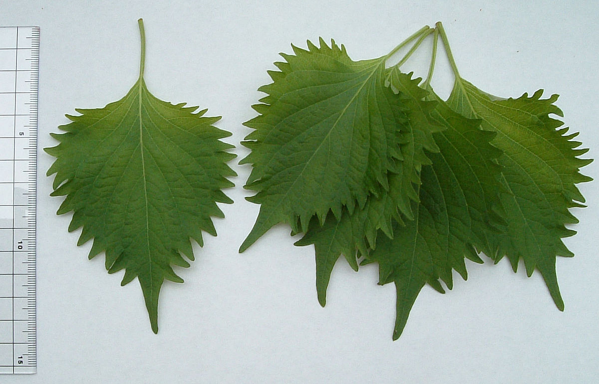 Shiso