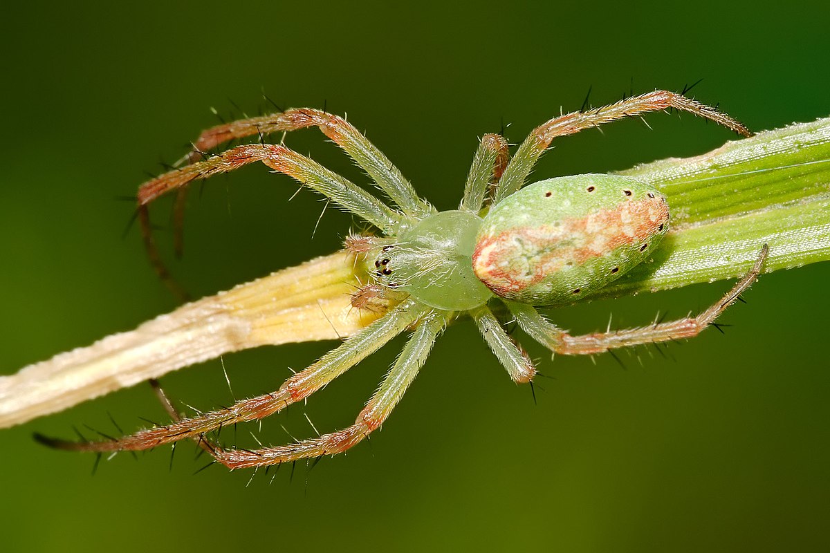 Cyrtophora