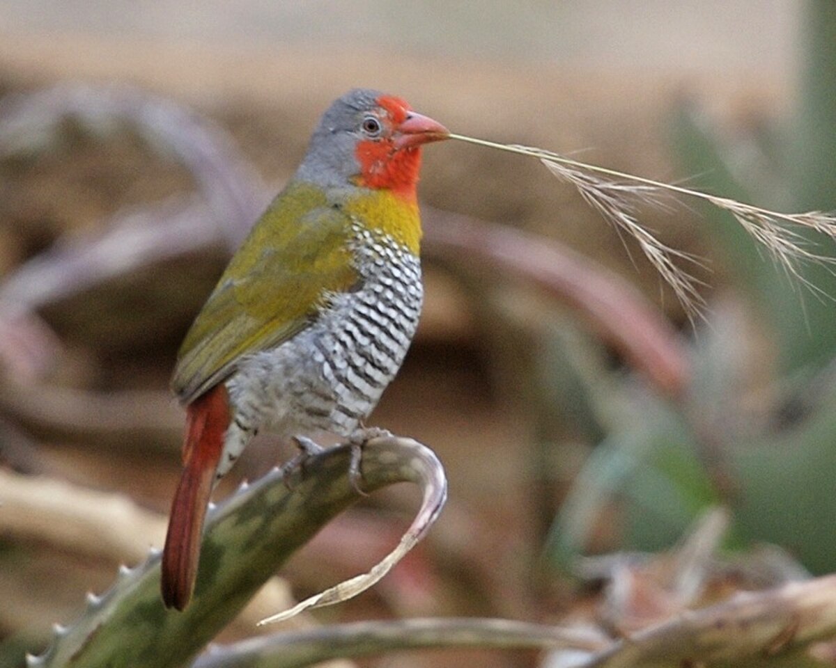Beaumarquet melba (Pytilia melba)