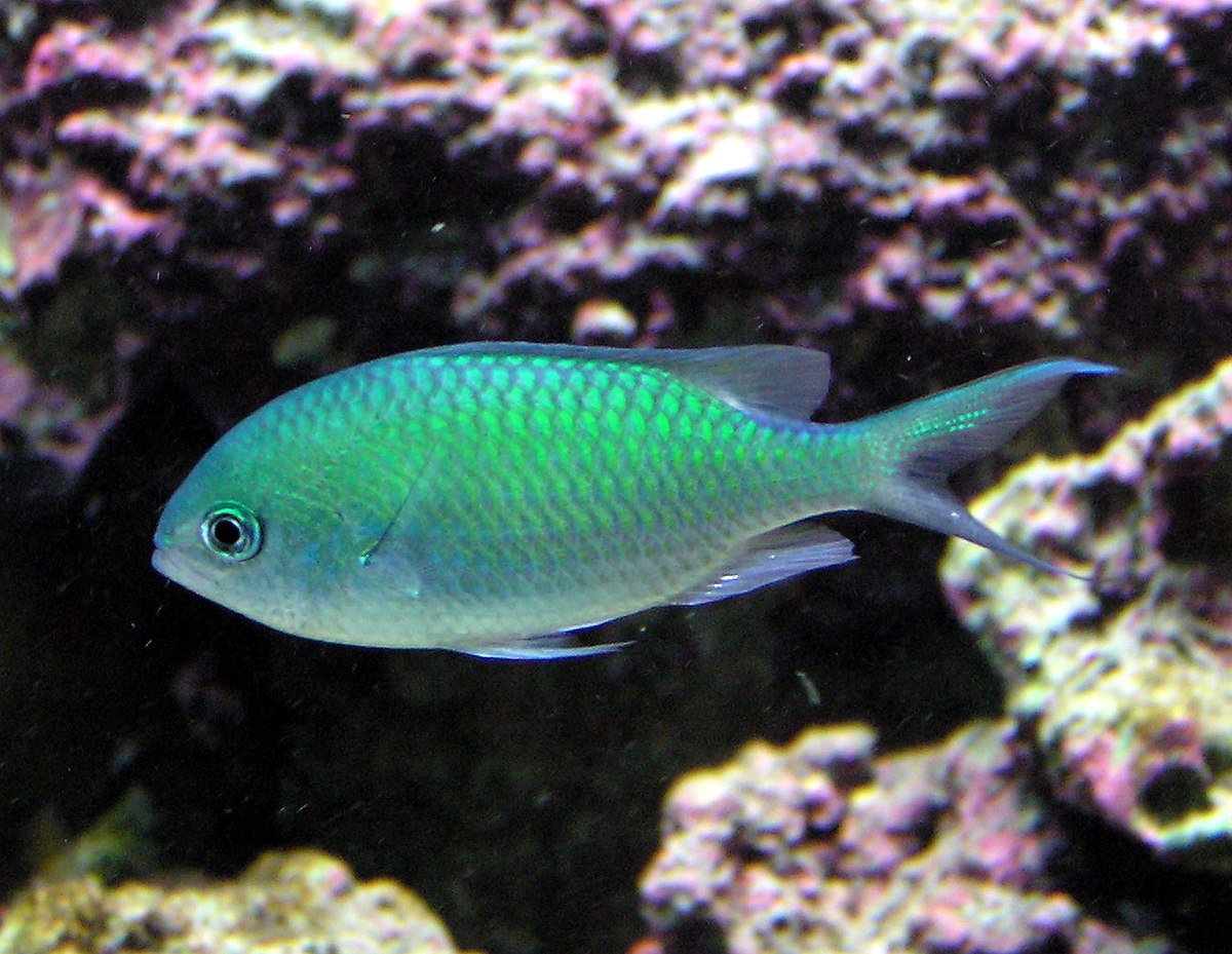 Chromis