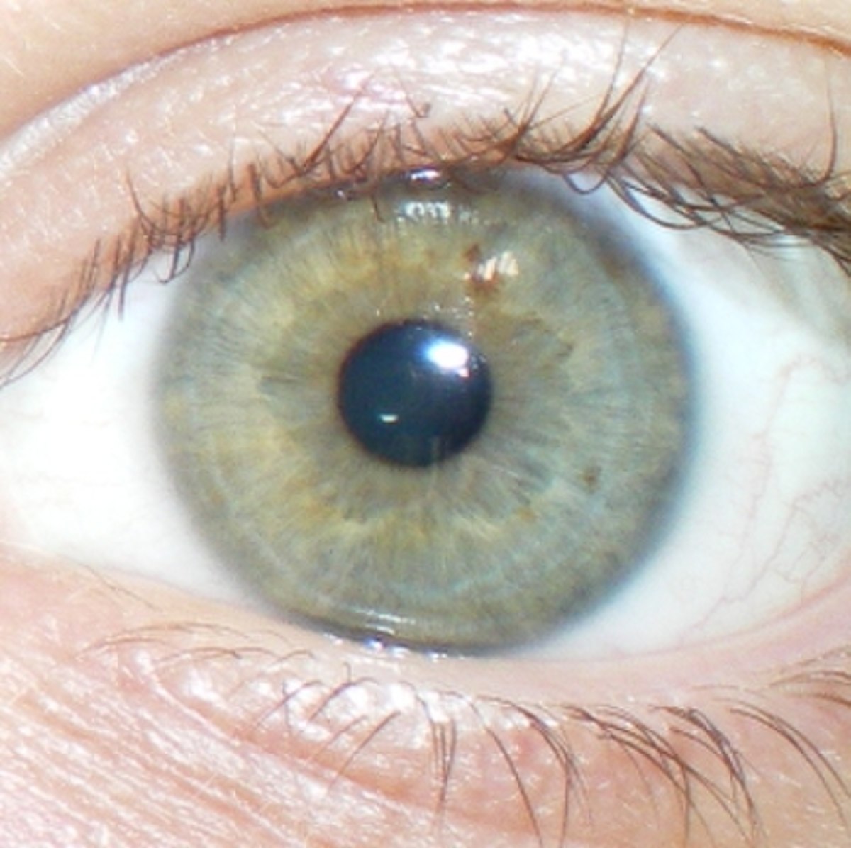 Couleur des yeux