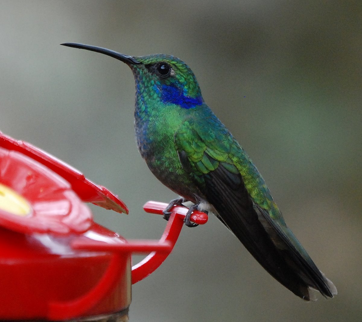 Colibri thalassin