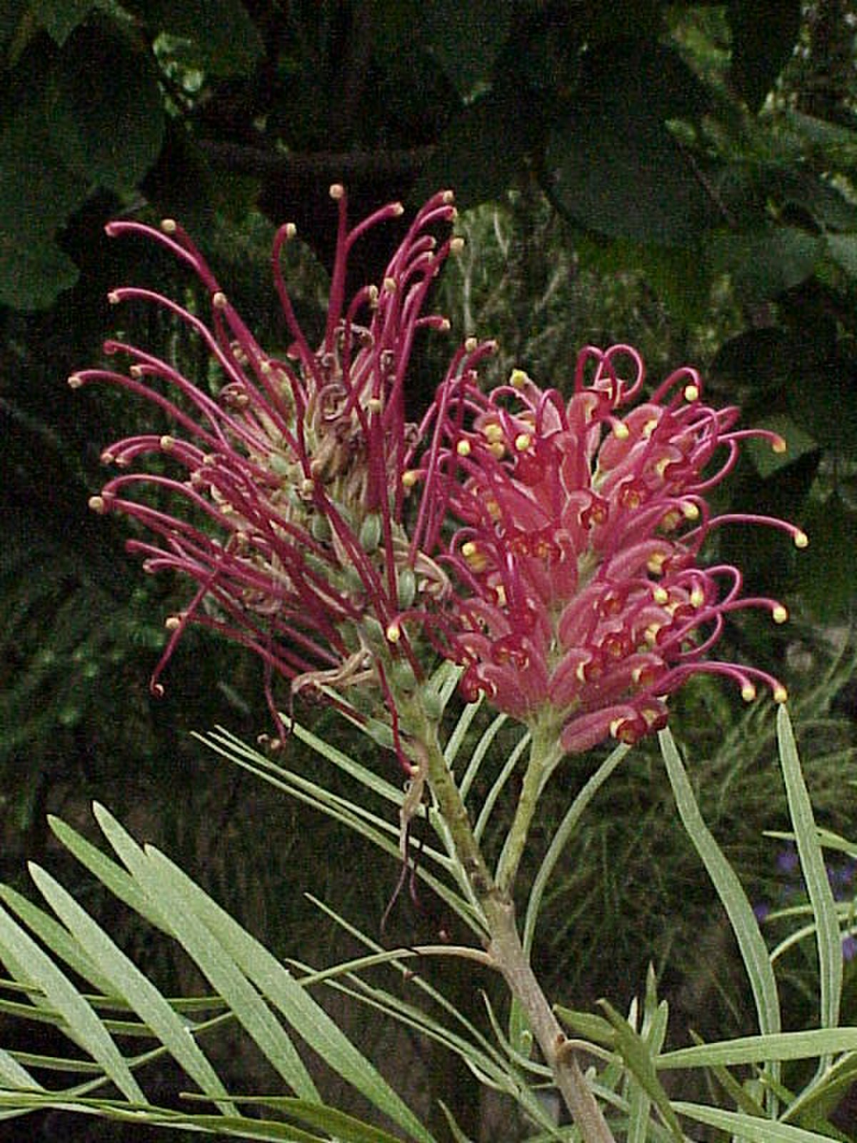 Grevillea