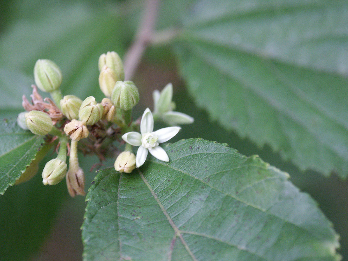 Grewia