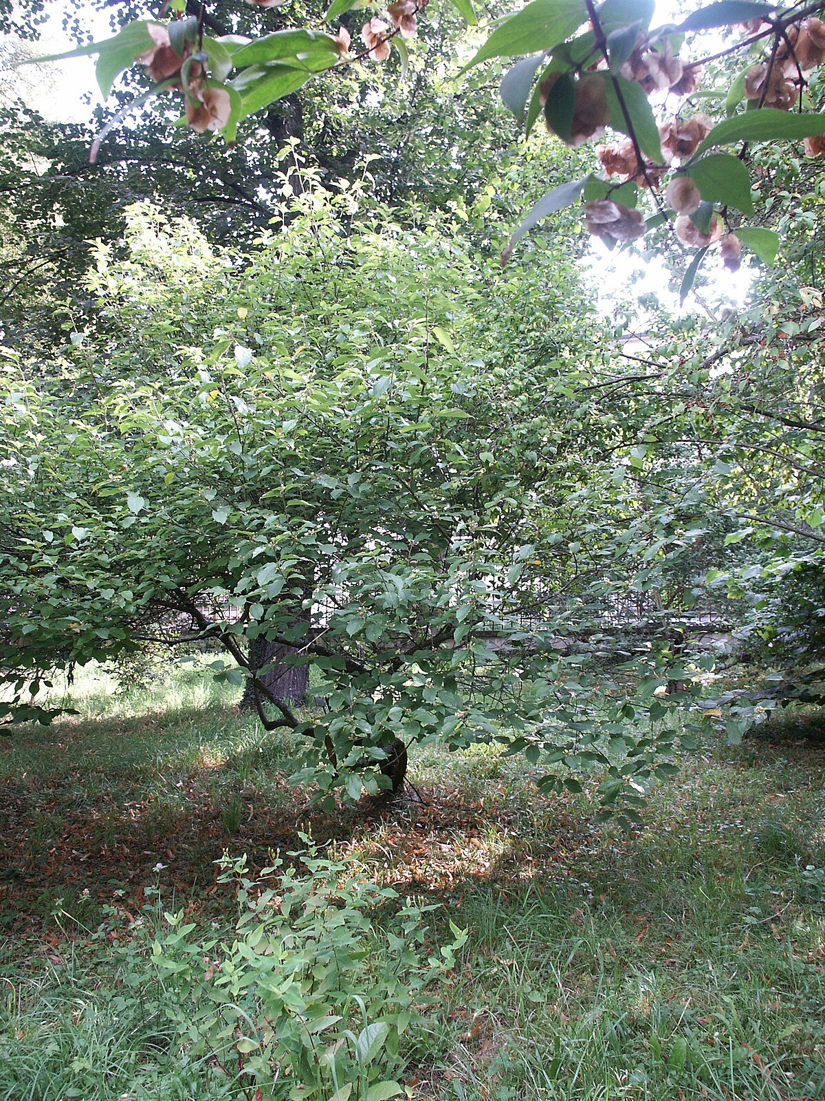 Grewia biloba