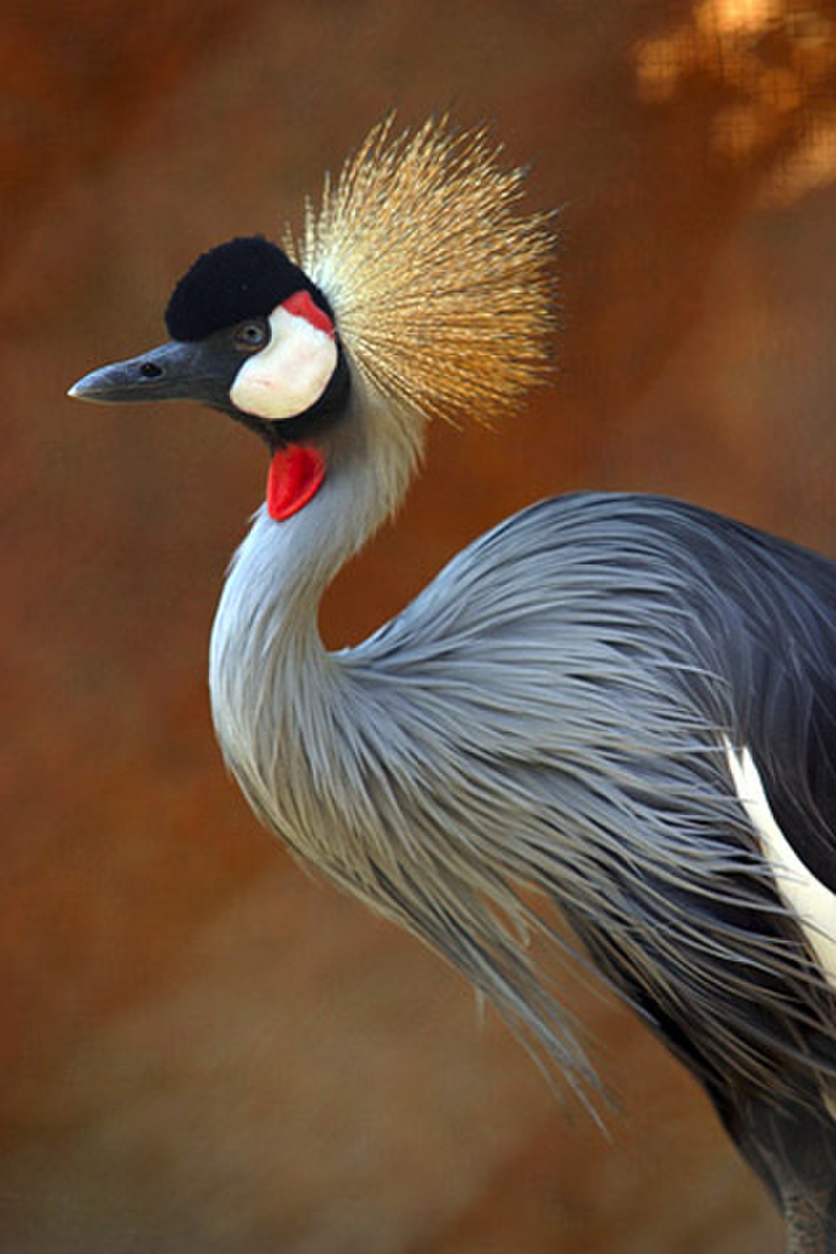 Gruidae