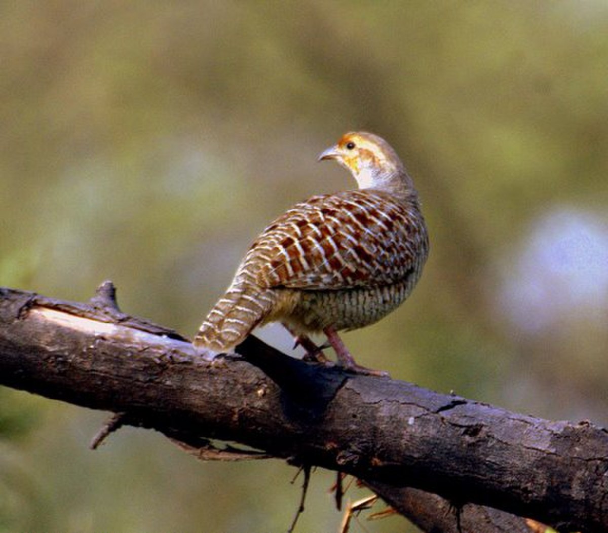 Francolin gris