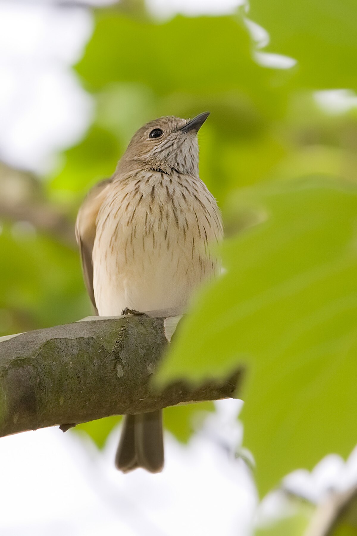 Pitohui gris