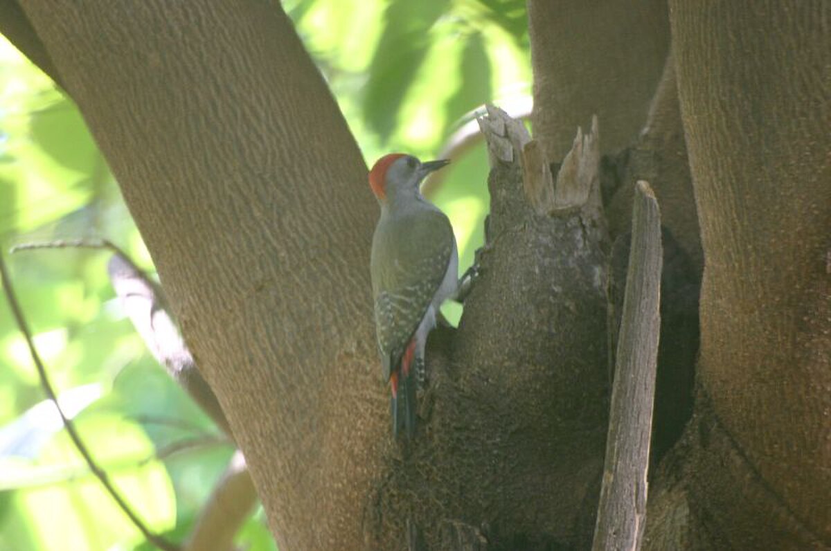 Dendropicos