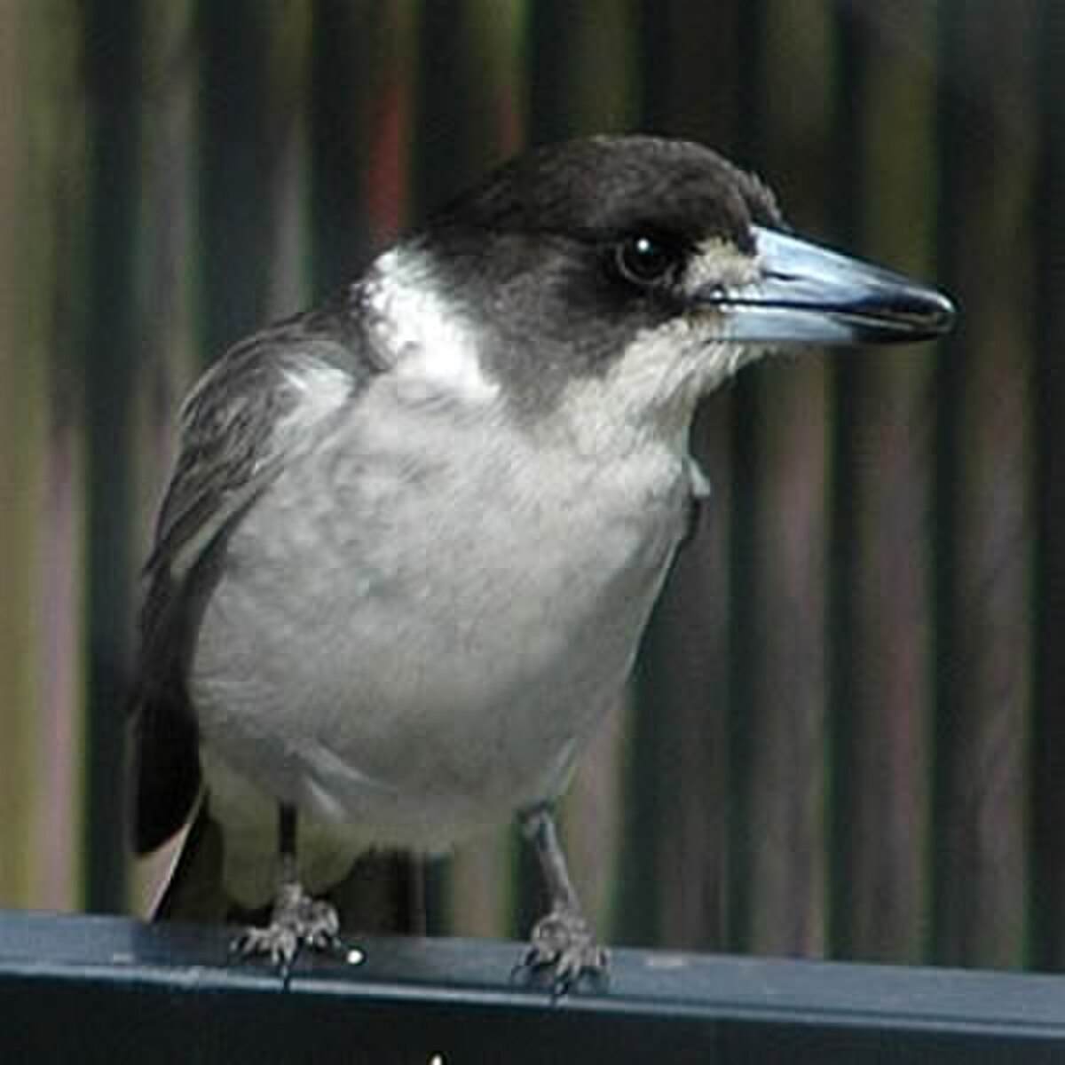 Cassican à collier