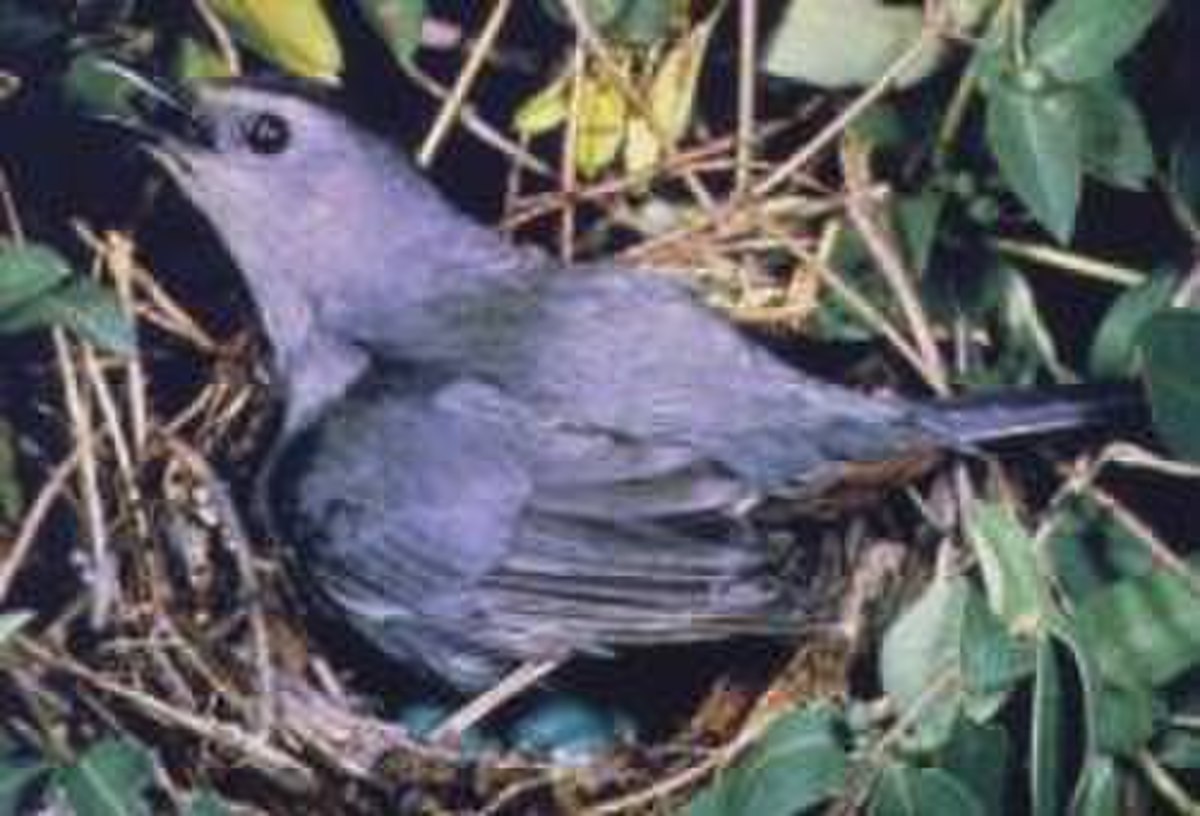 GreyCatbird23.jpg