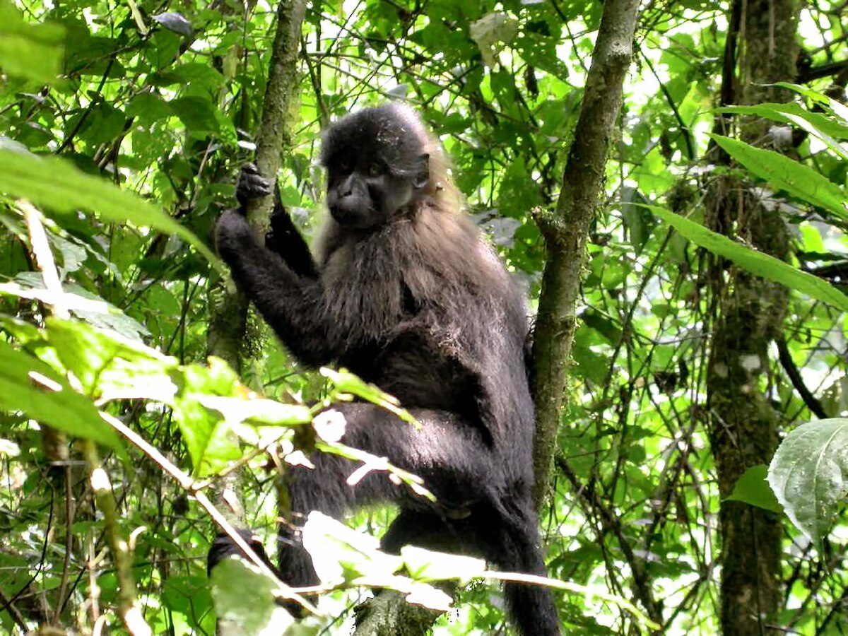Mangabey à joues blanches