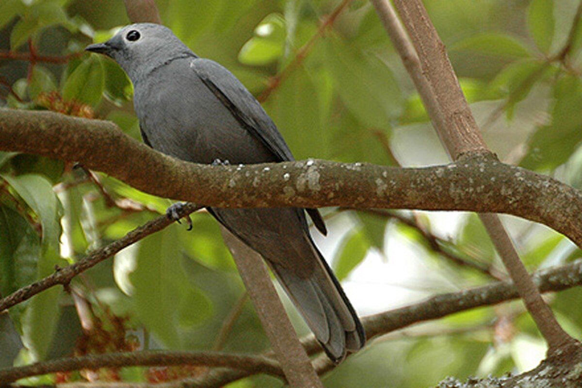 Échenilleur gris