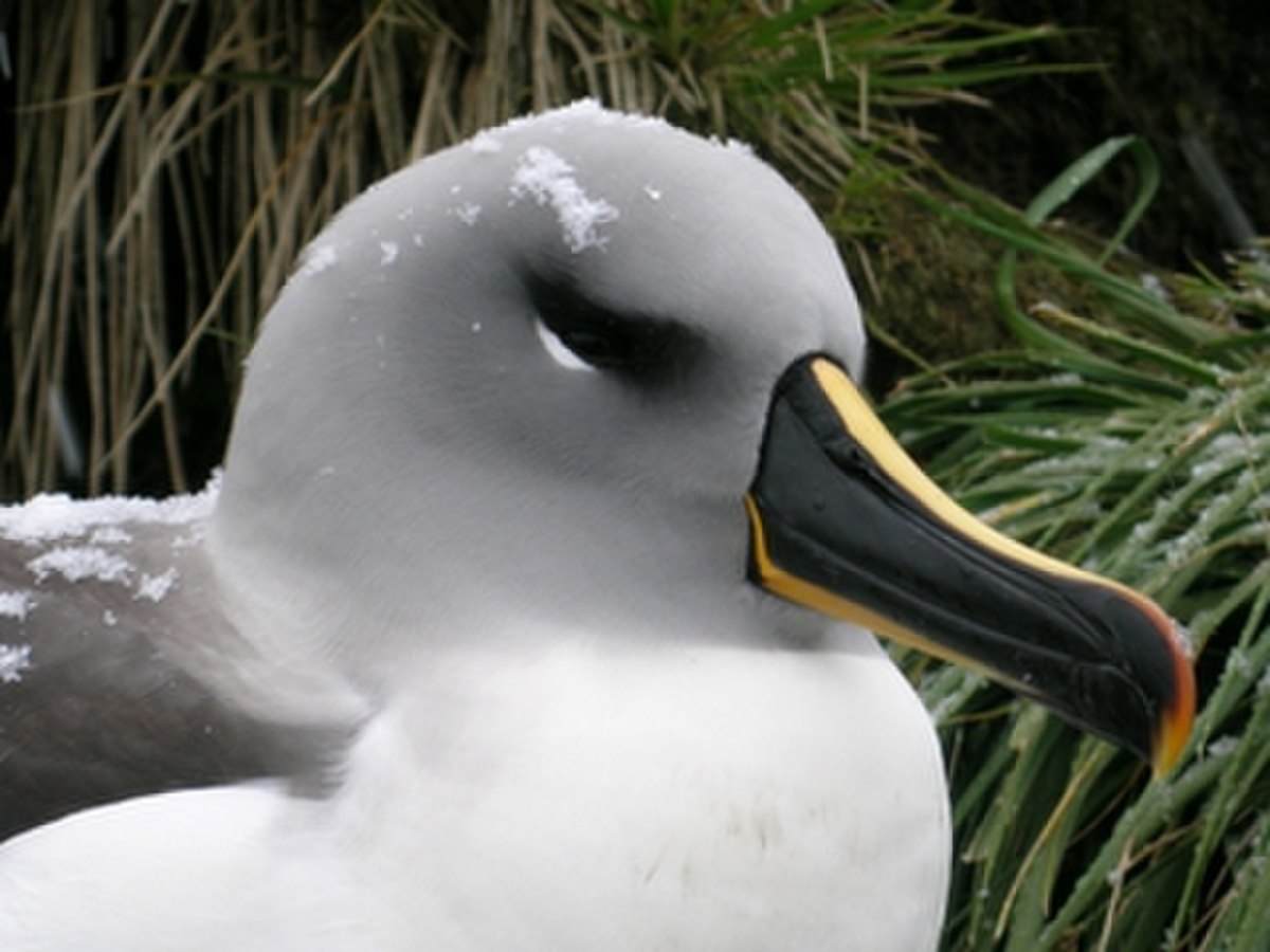 Albatros à tête grise
