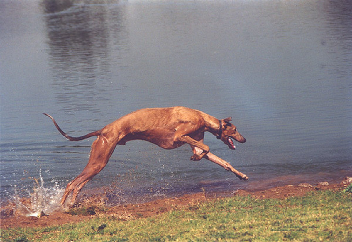 Greyhound4b.jpg