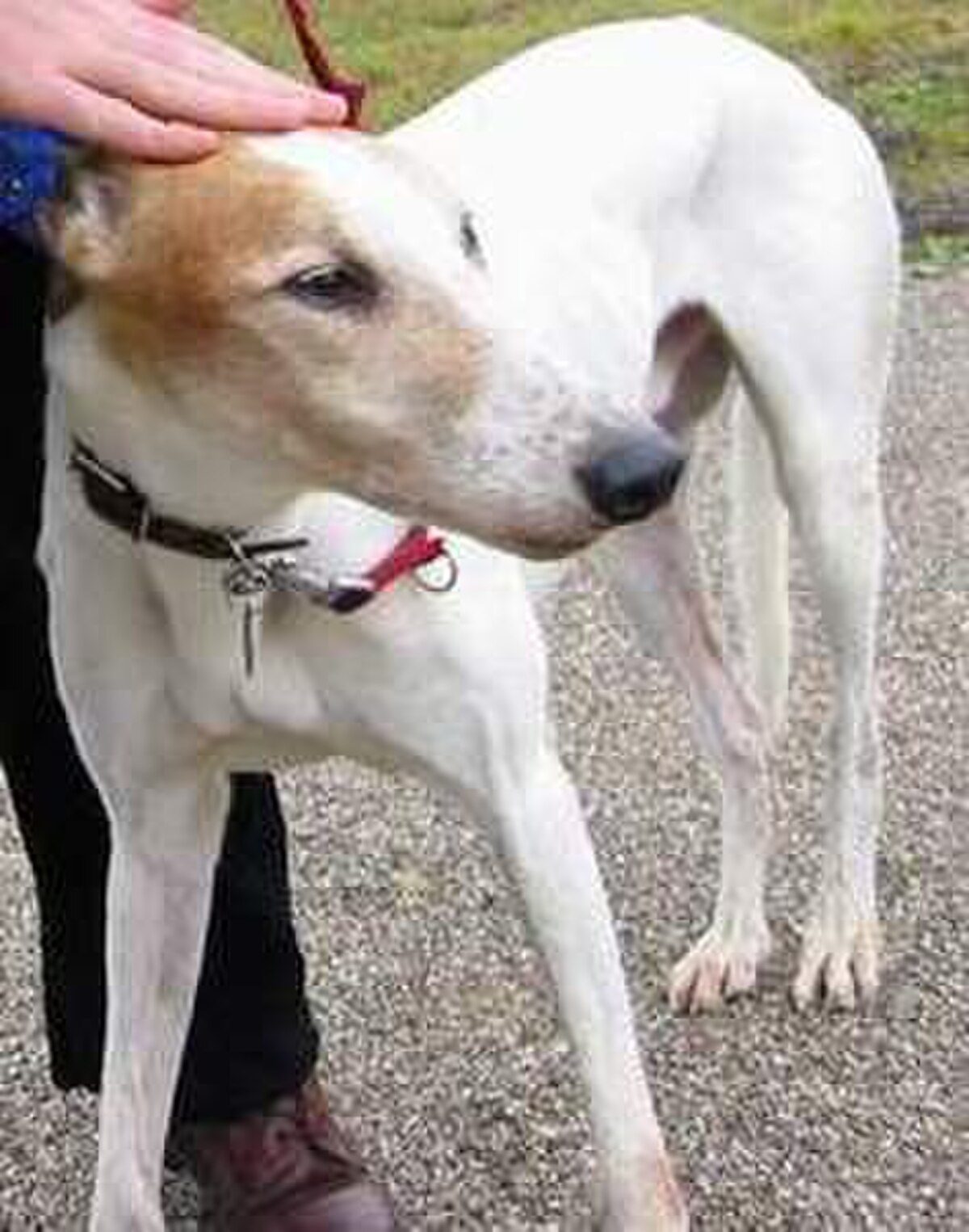 Greyhound.jpg