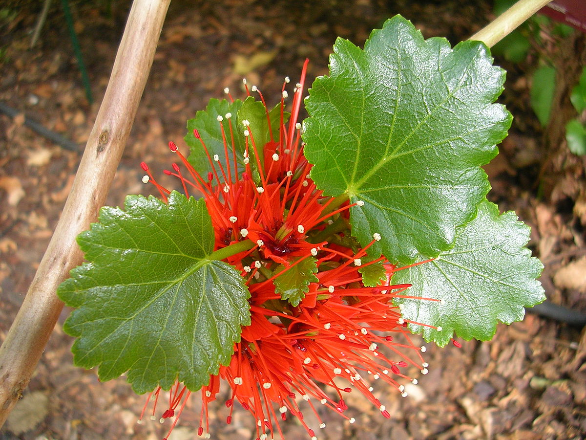 Melianthaceae