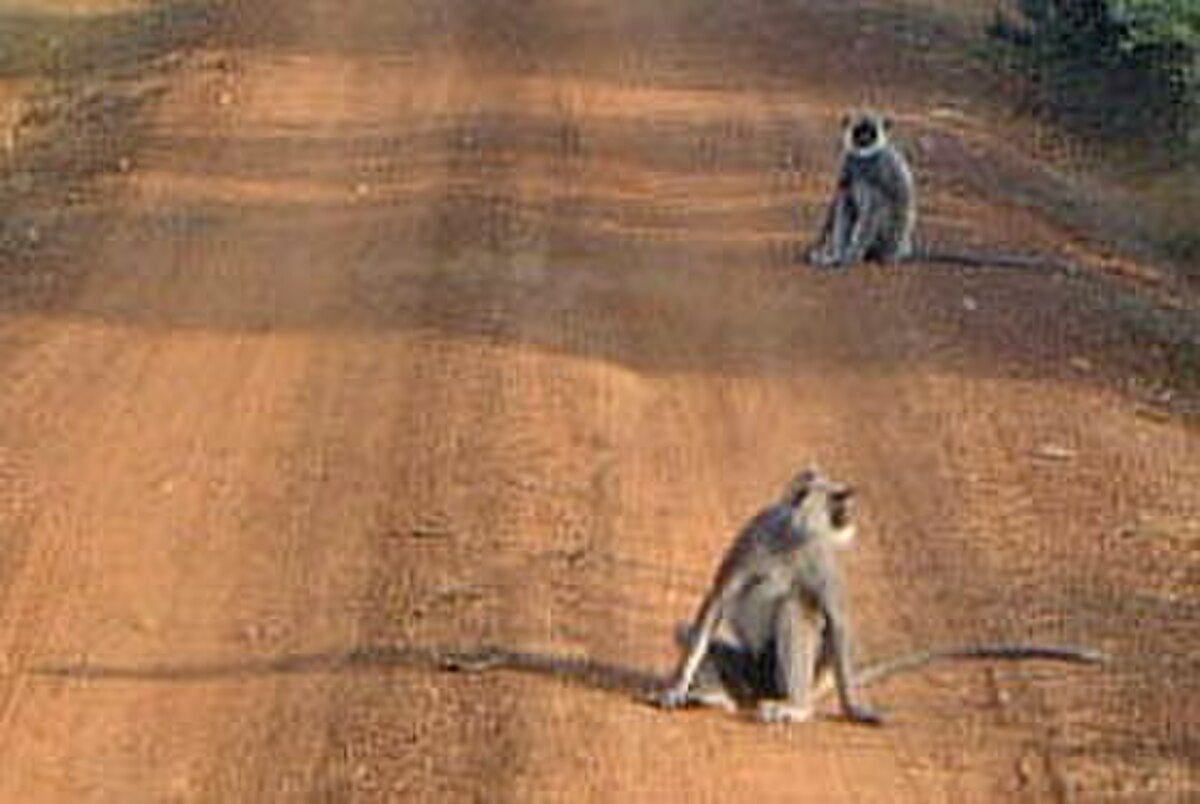 Semnopithecus entellus