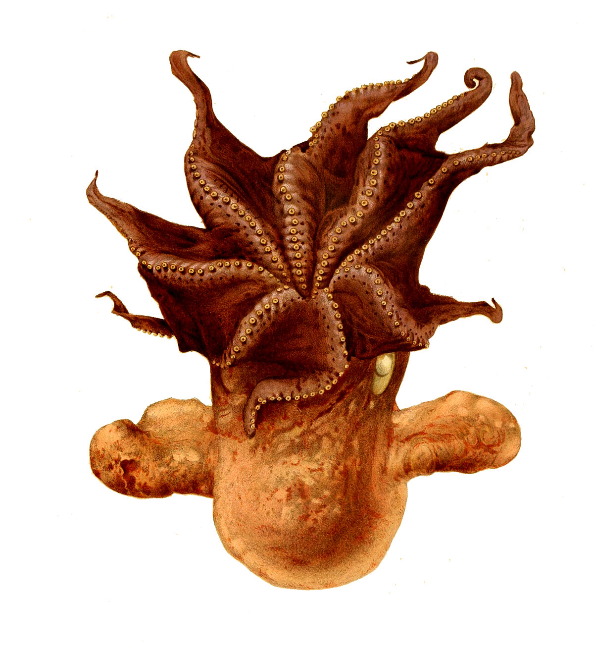Grimpoteuthis
