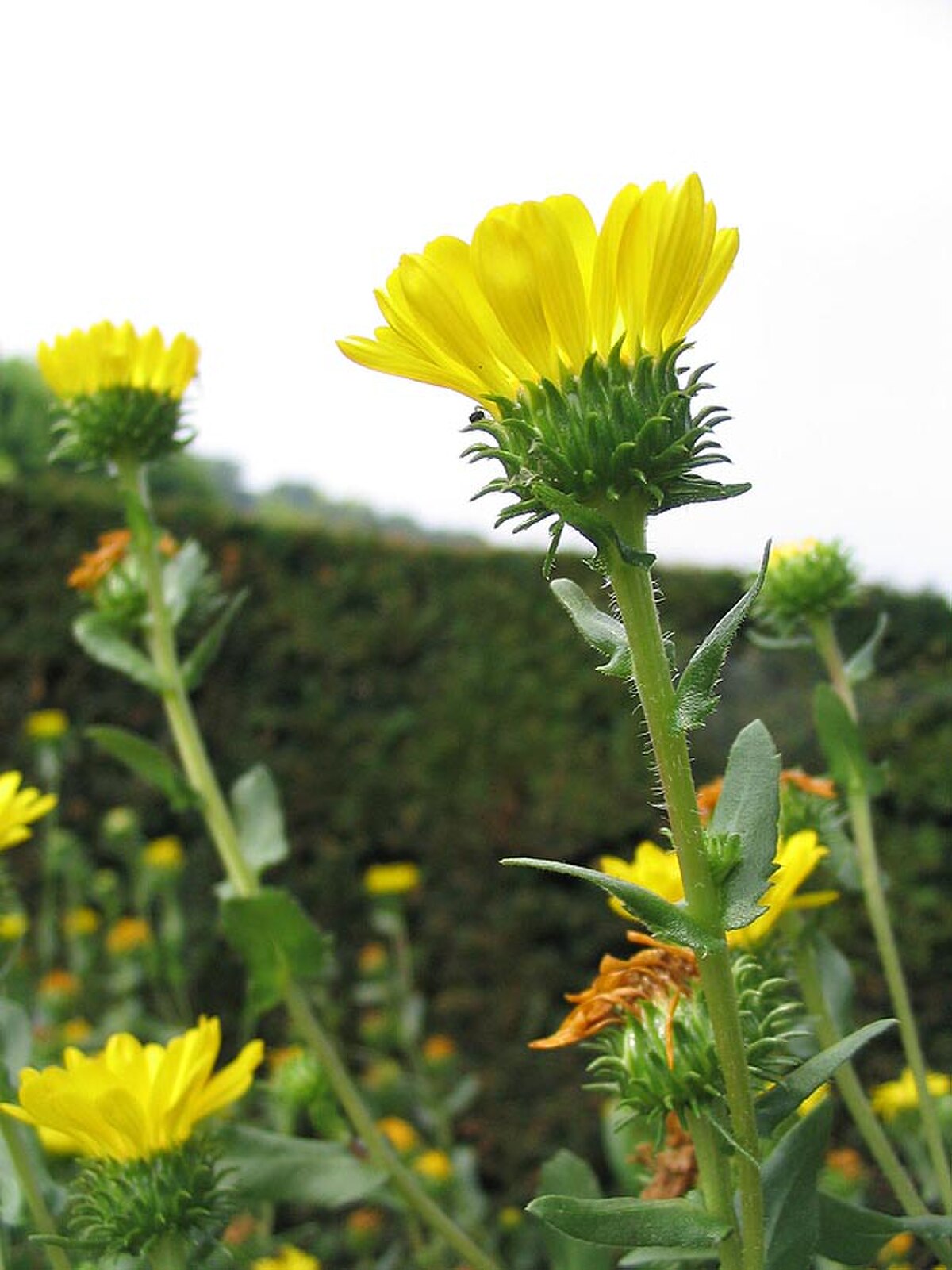 Grindelia