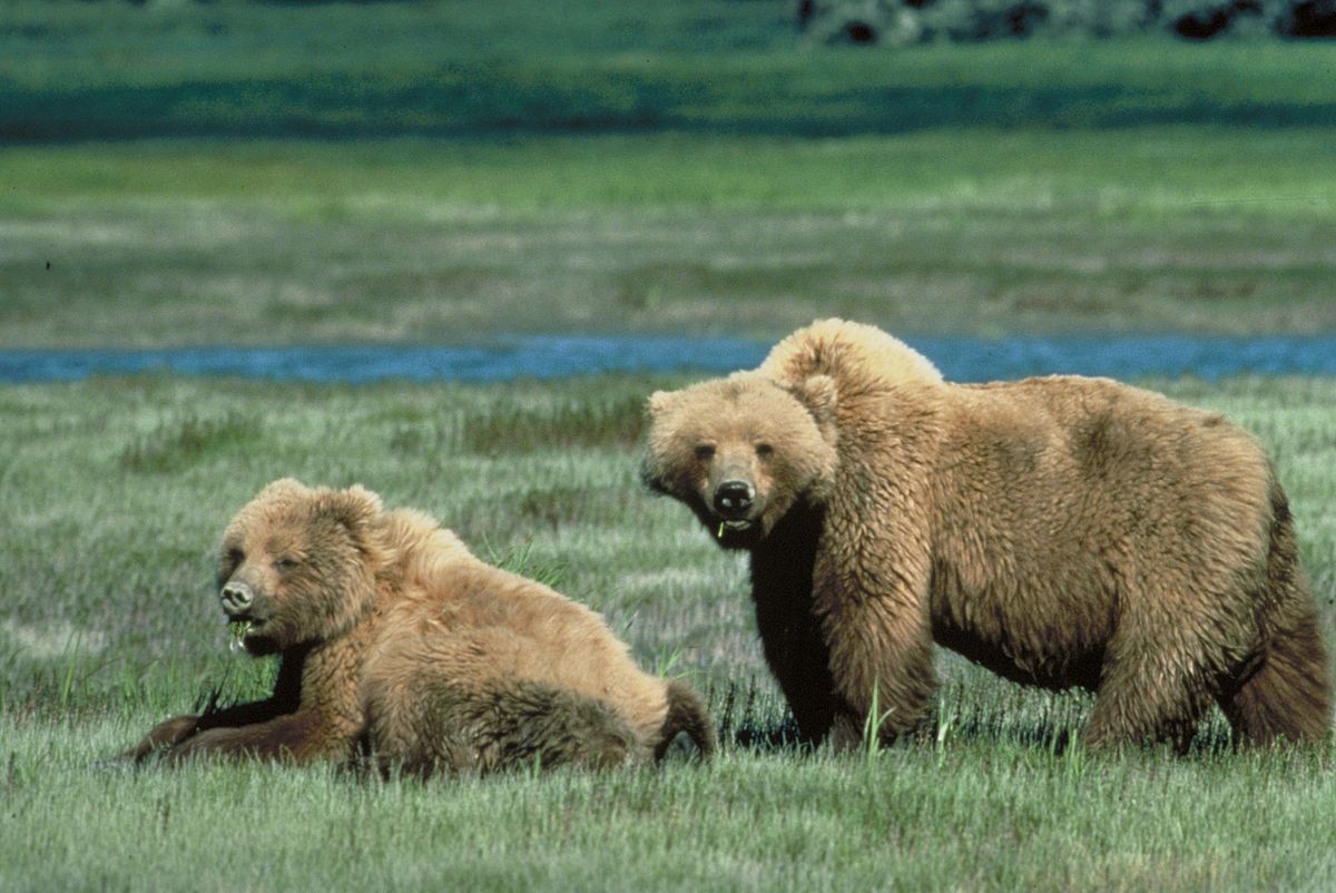 Grizzli