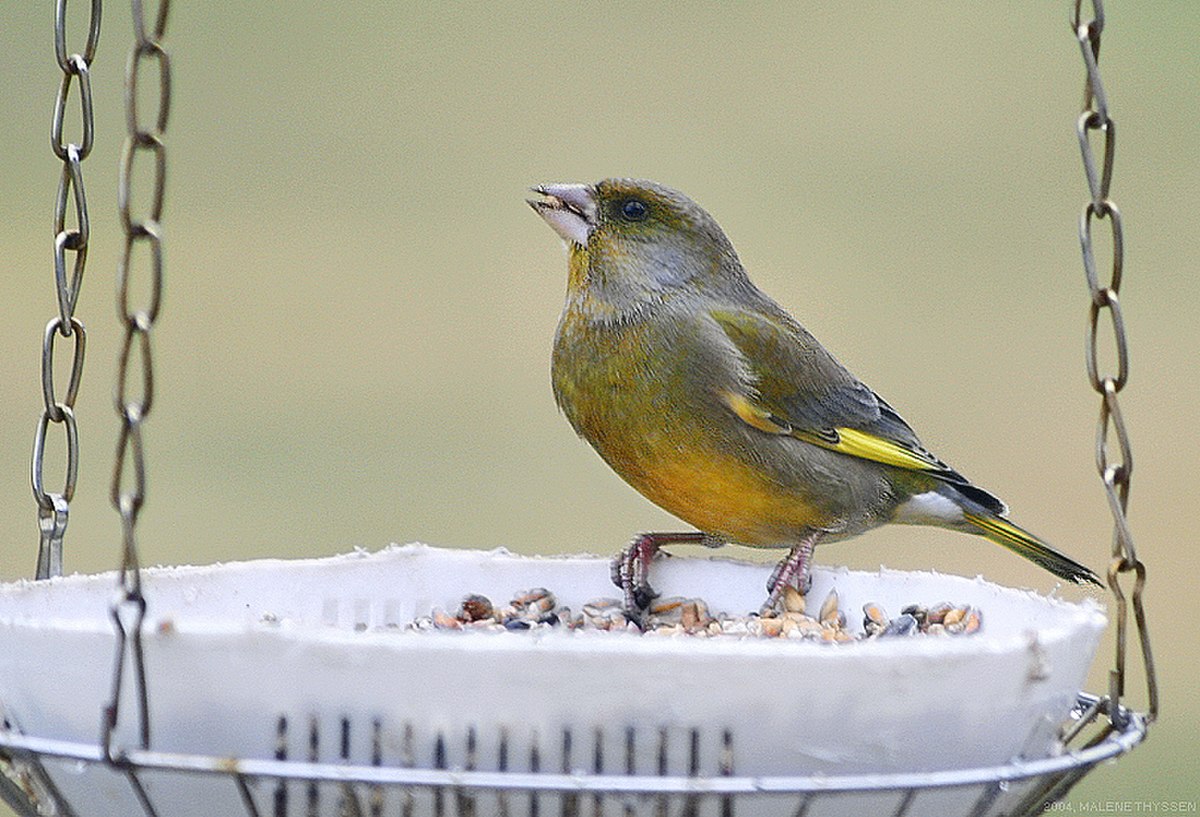 Carduelis