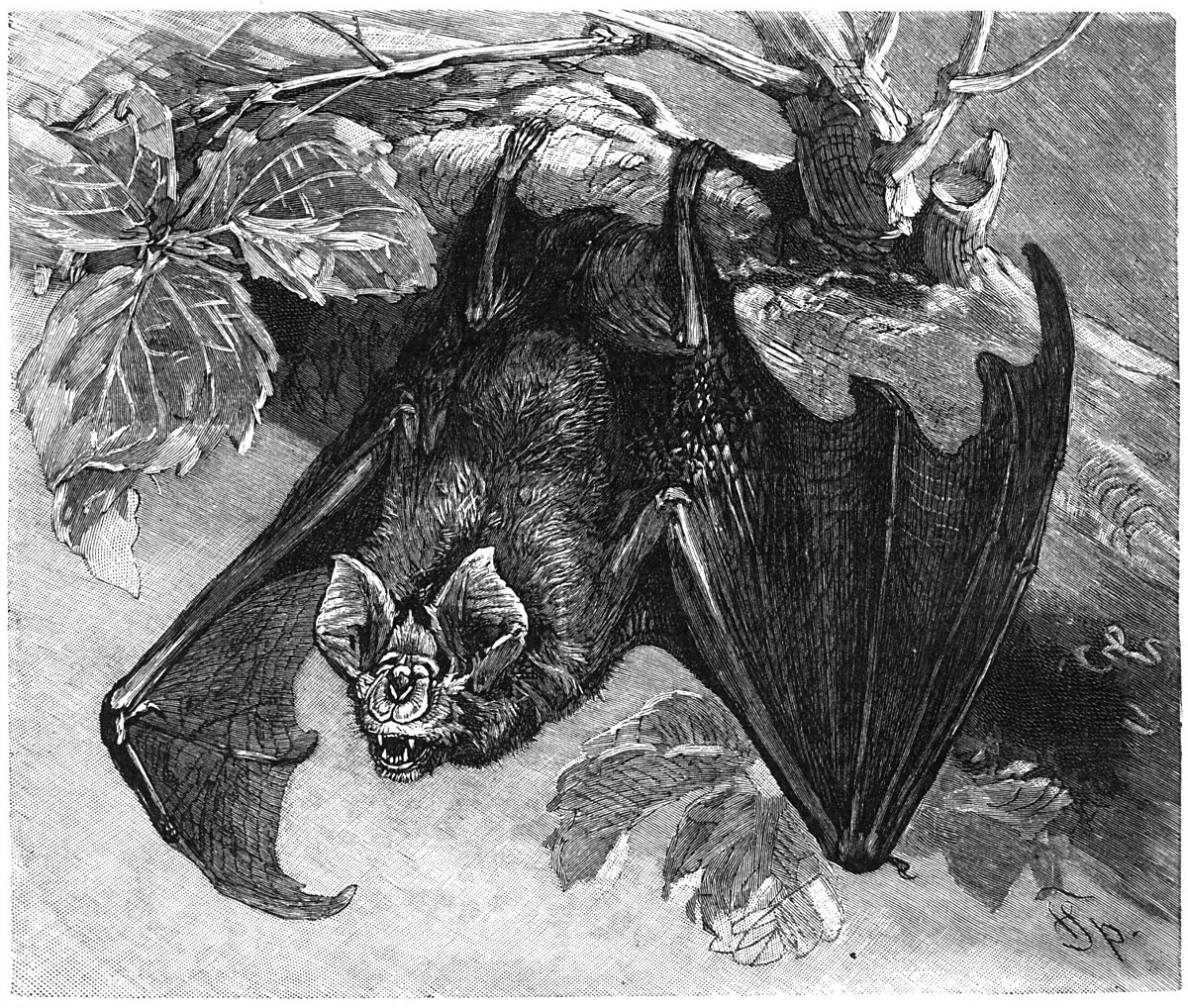 Rhinolophus ferrumequinum