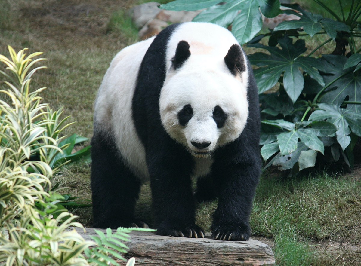 Panda géant