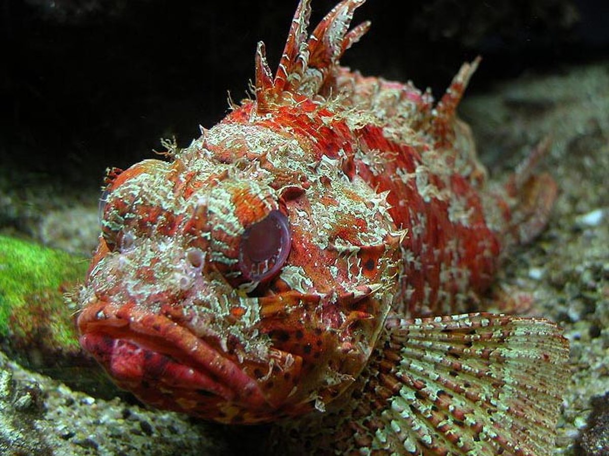 Scorpaena