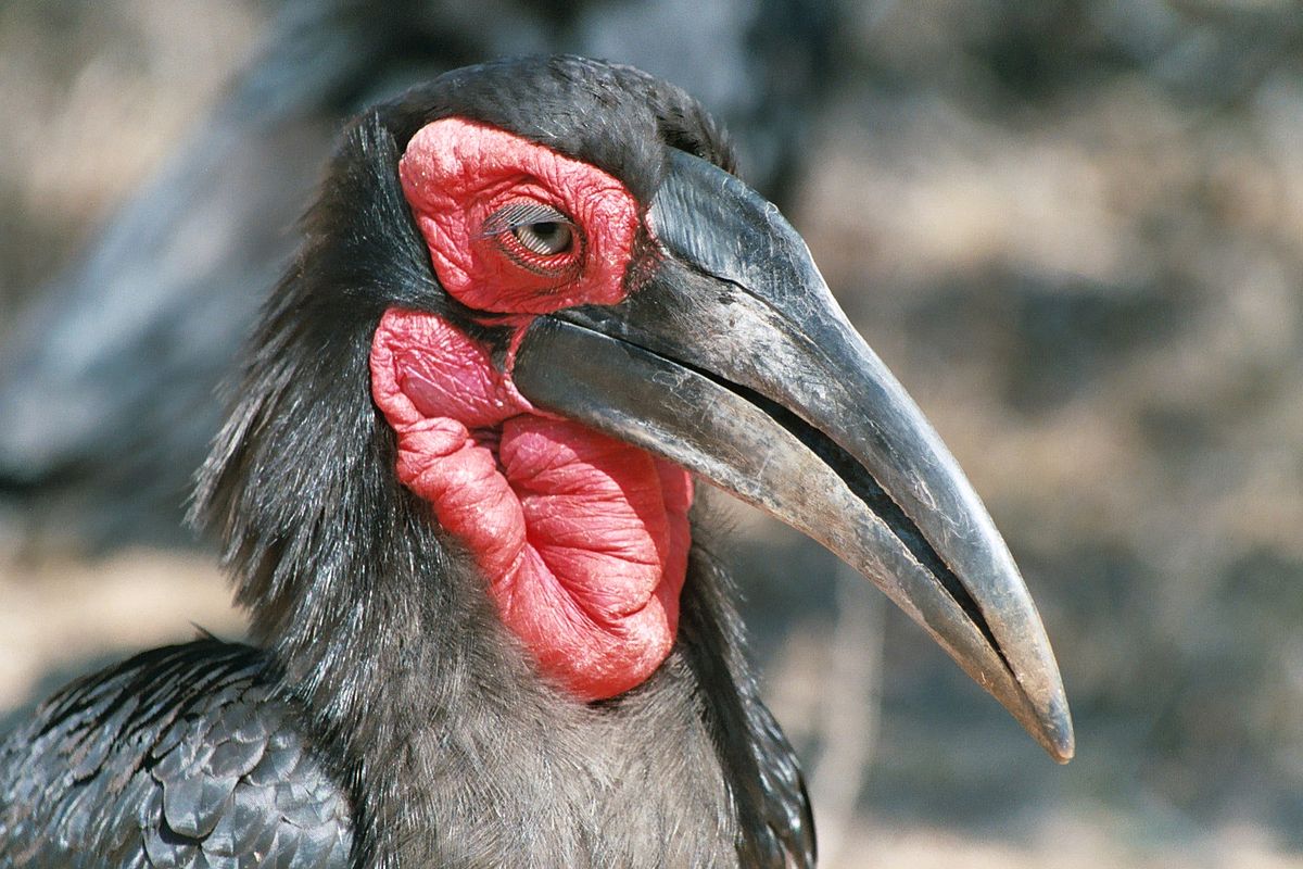 Bucorvidae