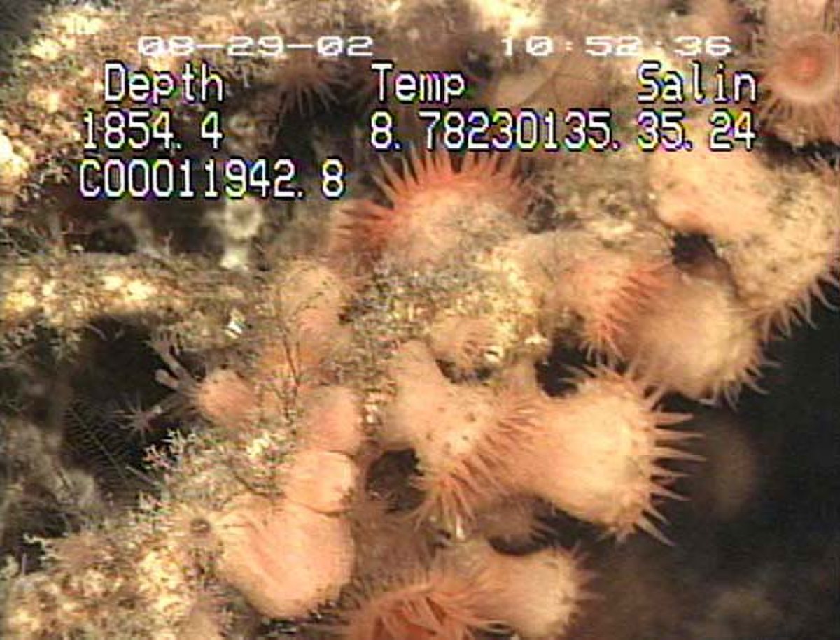 Groupingofdeepoceanseaanemones.jpg