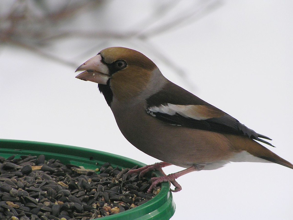 Grubodziob c coccothraustes1.jpg