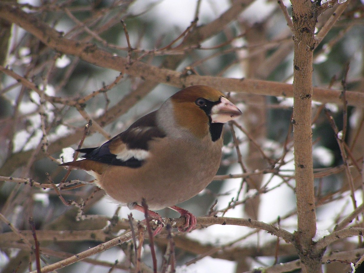 Grubodziob c coccothraustes3.jpg