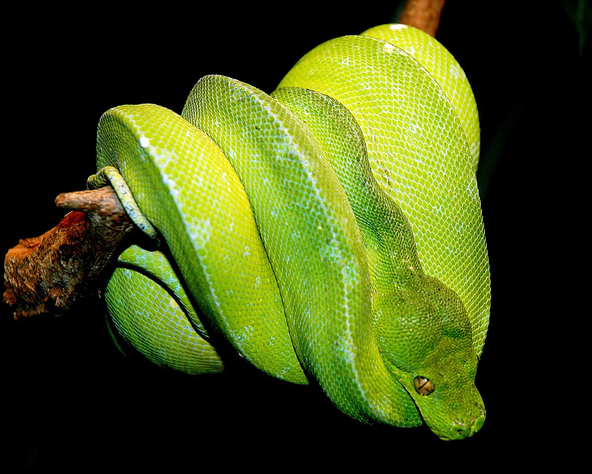 Python vert