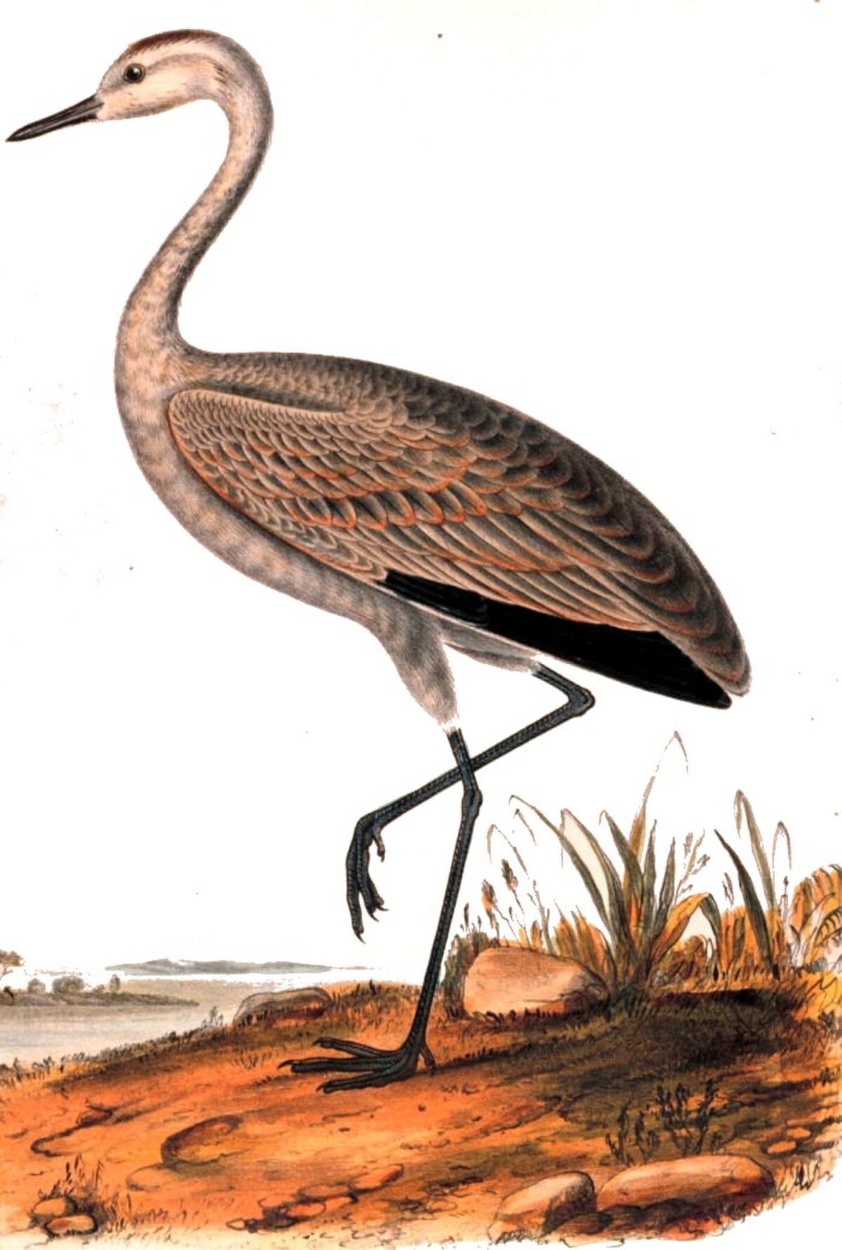 Grus fraterculus.jpg