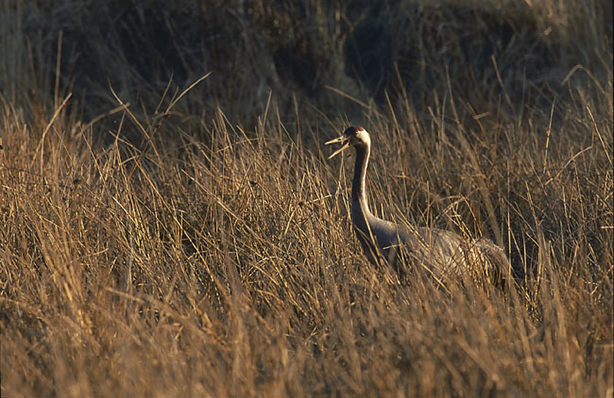 Grus grus 3 (Marek Szczepanek).jpg