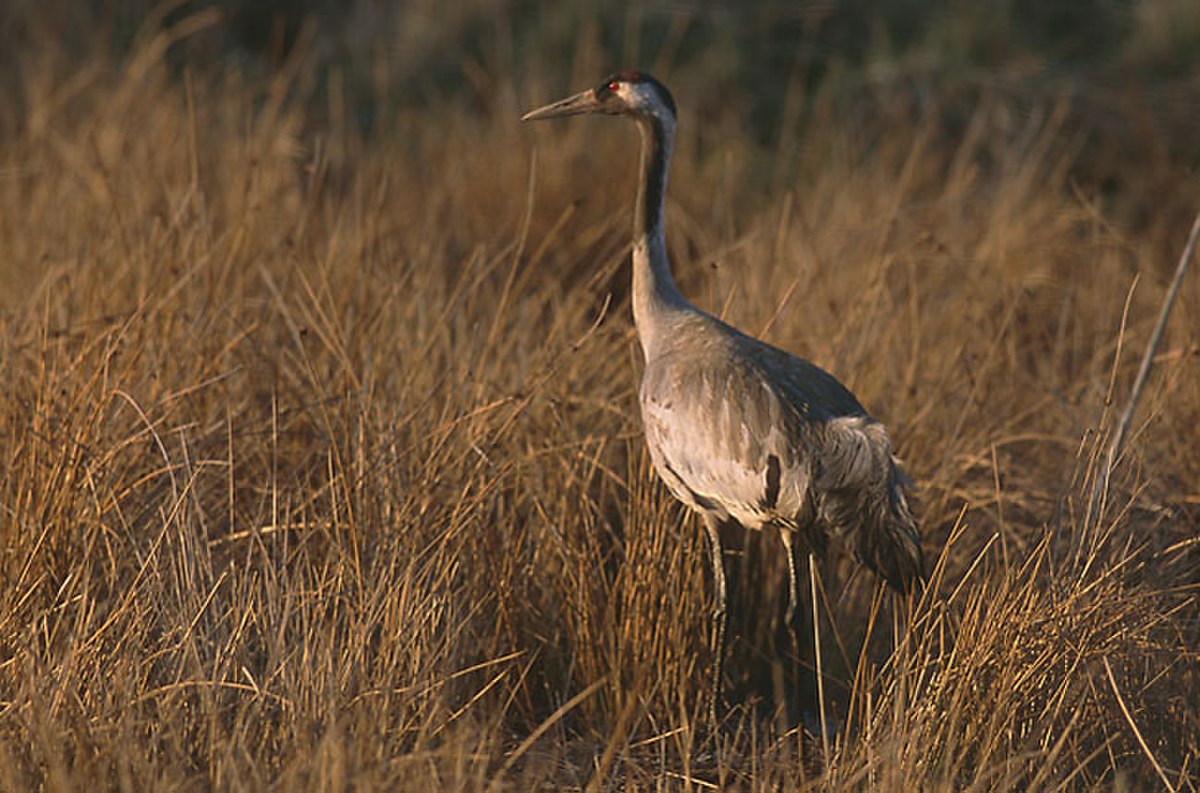 Grus grus 4 (Marek Szczepanek).jpg