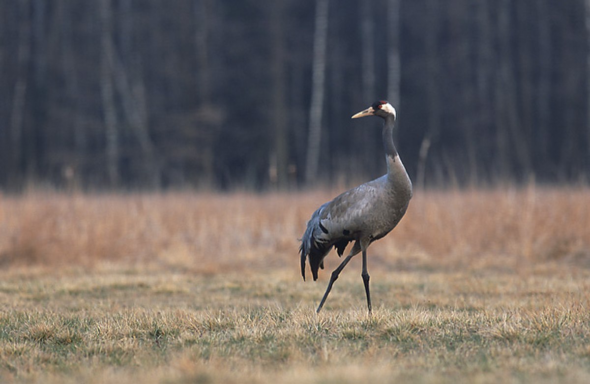 Grus grus 5 (Marek Szczepanek).jpg