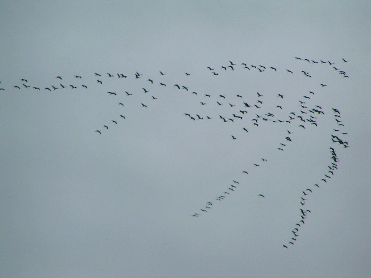 Grus grus migration01.jpg