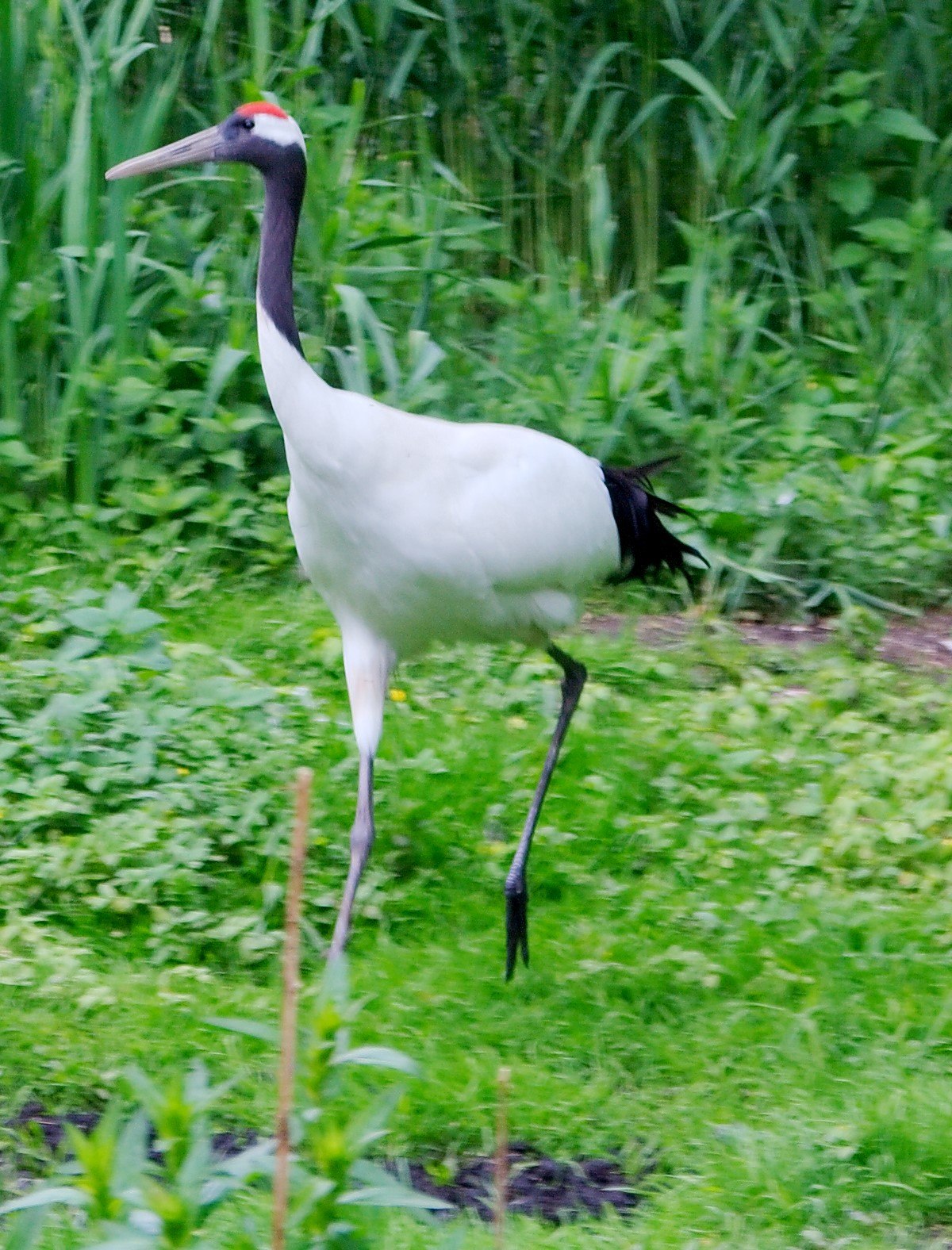 Grue du Japon