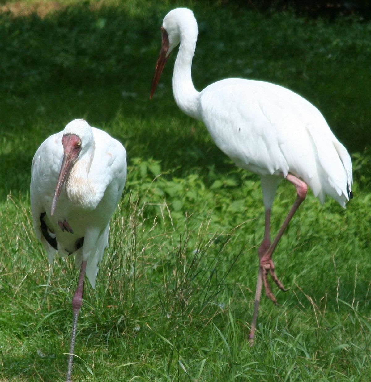 Grue de Sibérie