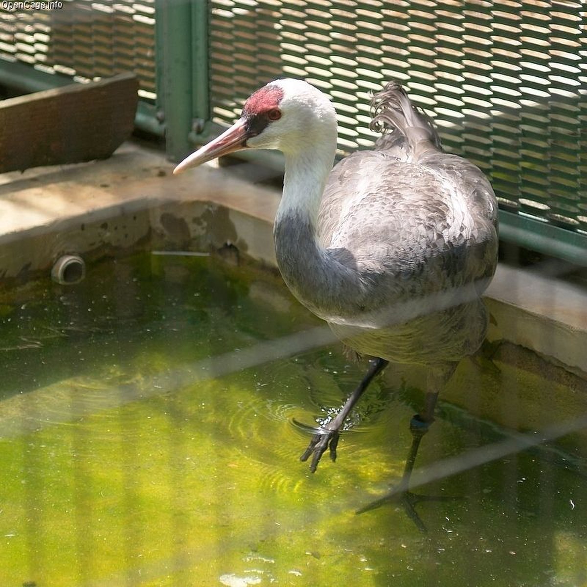 Grue moine