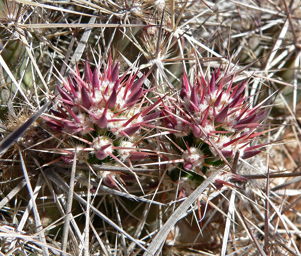 Grusonia