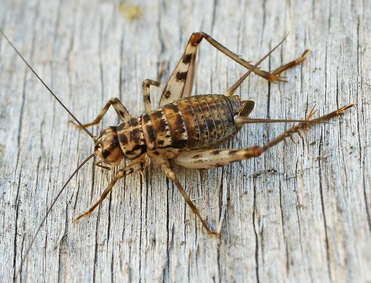 Gryllomorpha