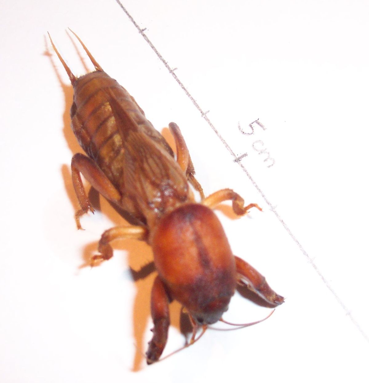 Gryllotalpidae