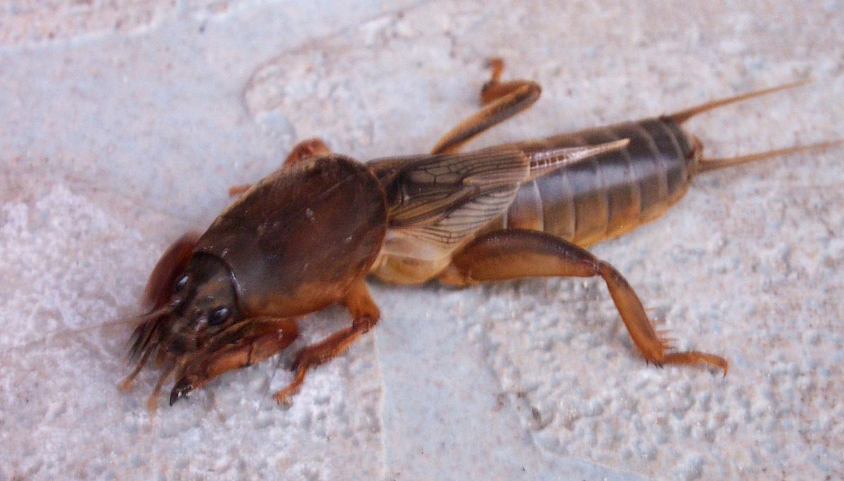 Gryllotalpa